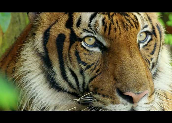 Securing a Safe Haven for the Malayan Tiger