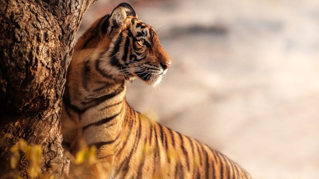 Our Pillars | Empowerment