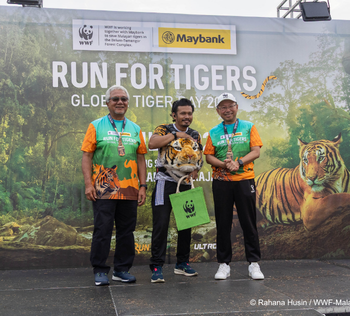 Tiger picture 3